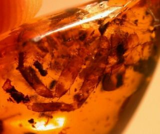 Group of Burmite Amber Fossils with Variety of Inclusions from Dinosaur Age 3
