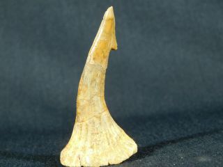 A Big Natural 120 Million Year Old Dinosaur Era Sawfish Tooth Fossil 10.  37gr E