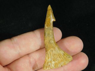 A Big Natural 120 Million YEAR Old Dinosaur Era SAWFISH Tooth Fossil 10.  37gr e 3
