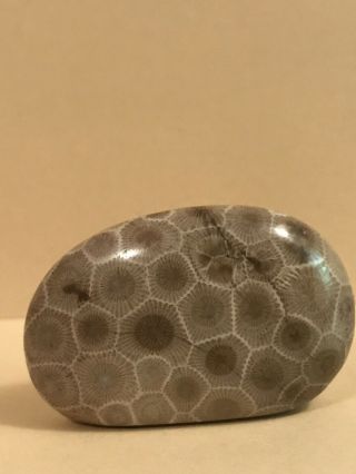 Polished Petoskey Stone 1.  37oz,  5.  2” Circumference