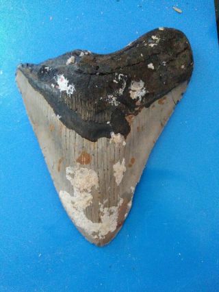 5.  14 " Megalodon Shark Tooth Fossil 100 Authentic