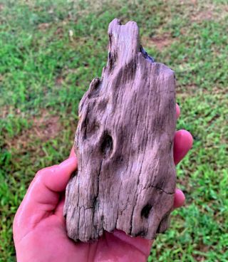 Petrified Texas Oak Wood Rough Natural Unpolished Fossil