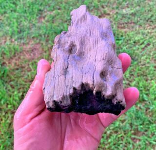 Petrified Texas Oak Wood Rough Natural Unpolished Fossil 2