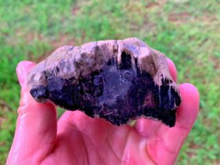 Petrified Texas Oak Wood Rough Natural Unpolished Fossil 3