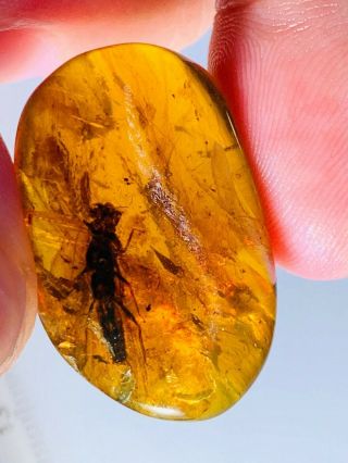 4.  14g 12mm Big Stonefly Burmite Myanmar Burmese Amber Insect Fossil Dinosaur Age