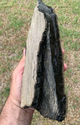 10 " X 4 " Texas Petrified Oak Wood Branch Natural Unpolished Fossil