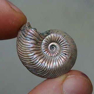 27mm Quenstedtoceras Sp.  Pyrite Ammonite Fossils Callovian Fossilien Russia