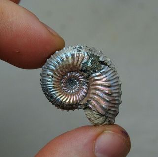 32mm Kosmoceras Sp.  Pyrite Ammonite Fossils Callovian Fossilien Russia