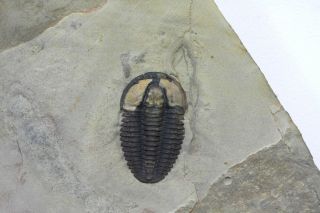 Modocia Laevinucha Trilobite Hard To Find Species Utah