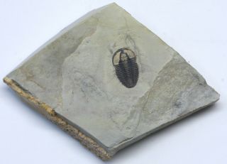 Modocia laevinucha Trilobite Hard to Find Species Utah 2