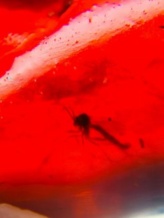Mosquito Fly In Red Blood Amber Burmite Myanmar Amber Insect Fossil Dinosaur Age