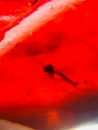 mosquito fly in red blood amber Burmite Myanmar Amber insect fossil dinosaur age 2