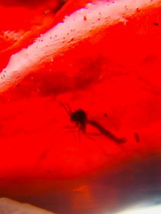 mosquito fly in red blood amber Burmite Myanmar Amber insect fossil dinosaur age 3