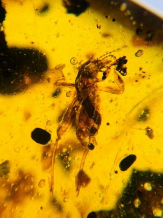 Orthoptera Pygmy Sand Cricket Burmite Myanmar Amber Insect Fossil Dinosaur Age
