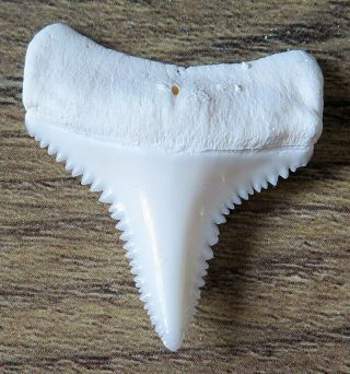1.  237 " Lower Real Modern Great White Shark Tooth (teeth)