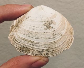 Maryland Fossil Bivalve Apolymetis Biplicata Miocene Fossil