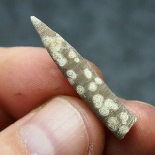 Belemnite Hibolithes Subfusiformis Fossils Fossiles Fossilien France