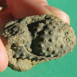 Very Rare Trilobite Fossil Cephalon Bouleia Dangincourti