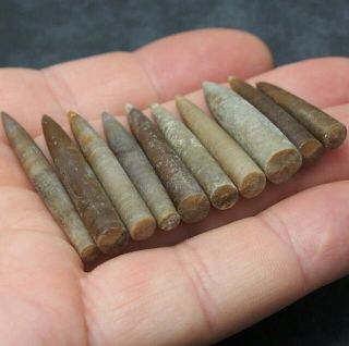 10x Belemnite Hibolithes Subfusiformis Fossils Fossiles Fossilien France