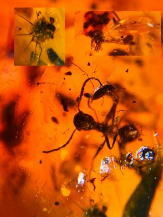 Ant&beetle&scale Insect&fly Burmite Myanmar Amber Insect Fossil Dinosaur Age