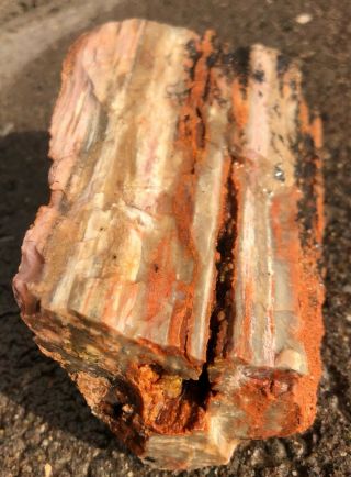 Arizona Rainbow Petrified Wood Color Dobell 1p 4oz