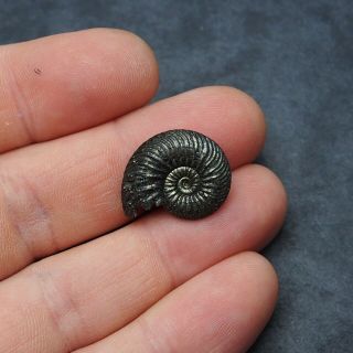 23mm Quenstedtoceras Pyrite Ammonite Fossils Callovian Fossilien Russia pendant 2