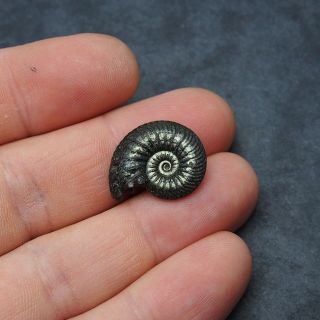 23mm Quenstedtoceras Pyrite Ammonite Fossils Callovian Fossilien Russia pendant 3