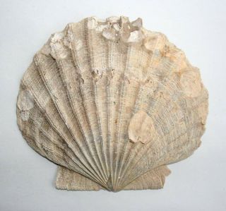 Prehistoric Chesapeake Bay Calvert Cliffs Miocene Period Large Scallop Shell