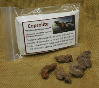 Bag Of Coprolite (fossilized Dinosaur Poop) With Info Card Stocking Stuffer