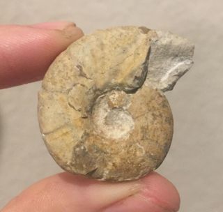 France Fossil Ammonite Melchorites Falloti Cretaceous Dinosaur Age