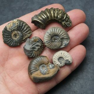6x Pleuroceras Ammonite Pyrite Germany Fossil Fossilien Mollusk
