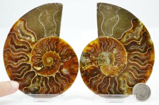 Pair Ammonite Crystal 95mm Large 3.  7 " Fossil 110myo Dinosaur Age Fossil E2870xx
