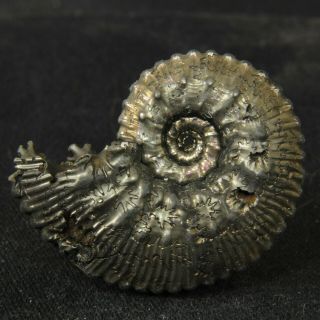 1.  3in/3.  4cm Incredible Shine Pyrite Ammonite Kosmoceras Jurassic Fossil Russia