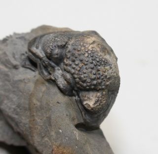 Trilobite,  Nyterops Hollandi,  Devonian,  Eifel,  Resteigne,  Belgium - Eb7694