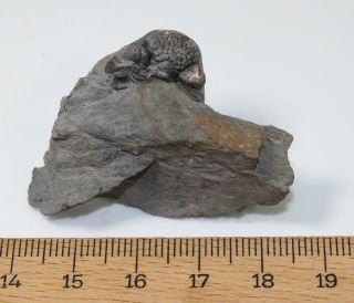 Trilobite,  Nyterops hollandi,  Devonian,  Eifel,  Resteigne,  Belgium - eb7694 2