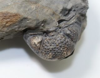 Trilobite,  Nyterops hollandi,  Devonian,  Eifel,  Resteigne,  Belgium - eb7694 3