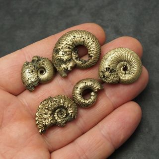 5x Russian Ammonites 19 - 31mm Pyrite Fossils Callovian Fossilien Russia