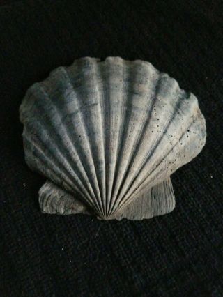 Fossilized Chesapecten Giant Scallop Shell