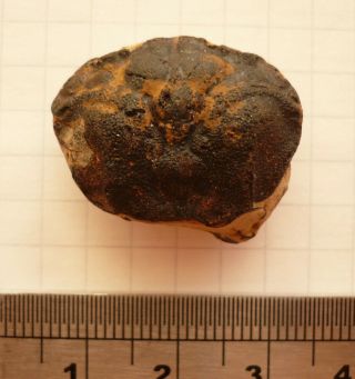 Fossil Crab,  Portunites Incerta,  Eocene,  London Clay,  Isle Of Sheppey,  Uk