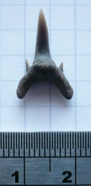 Fossil Shark Tooth,  Odontaspis Winkleri,  Eocene London Clay,  Isle Of Sheppey,  Uk
