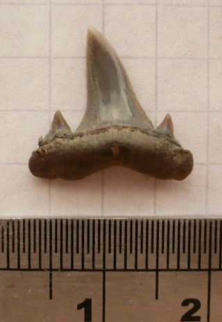 Fossil Shark Tooth,  Brachycarcharias Lerechei,  Eocene London Clay,  Sheppey,  Uk