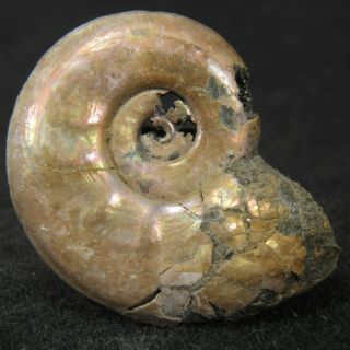 0.  9in/2.  4cm Nacre Pyrite Ammonite Brightia Jurassic Callovian Russian Fossils