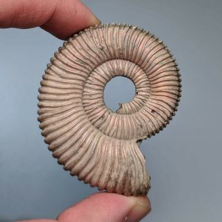 5,  7 Cm (2,  3 In) Ammonite Peltoceras Jurassic Pyrite Russia Fossil Ammonit