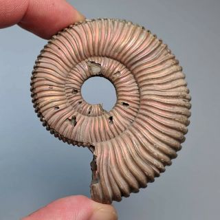 5,  7 cm (2,  3 in) Ammonite Peltoceras jurassic pyrite Russia fossil ammonit 2