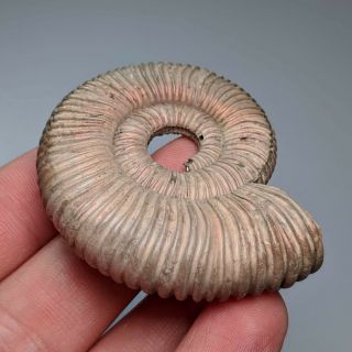 5,  7 cm (2,  3 in) Ammonite Peltoceras jurassic pyrite Russia fossil ammonit 3