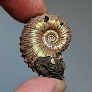 3 Cm (1,  2 In) Ammonite Kosmoceras Pyrite Jurassic Russia Fossil Ammonit