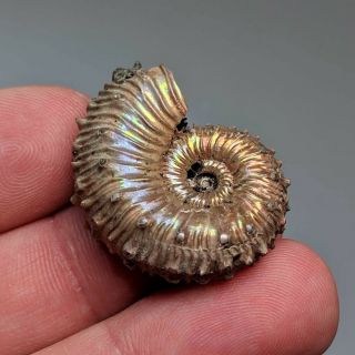 3 cm (1,  2 in) Ammonite Kosmoceras pyrite jurassic Russia fossil ammonit 3