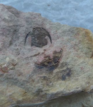Fossils Trilobite Haniwa Longa,  Interest,  Cool T6