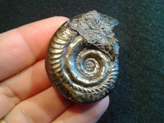 French Pyrite Ammonite - - Hildoceras Bifrons - - 48mm - - Jurassic