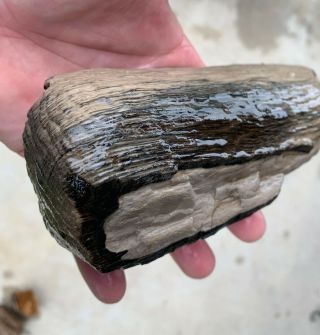 Large Unique Texas Petrified Palm Wood Branch